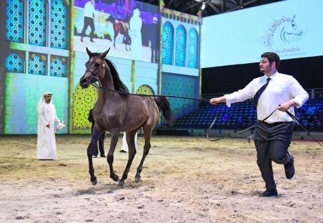 النتائج النهائية لبطولة الشيخ فيصل بن حمد لجمال الخيل العربية للإنتاج المحلي ٢٠١٨