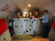 10 خطوات حول تجهيز الخيول ونقلها للمشاركة في البطولات