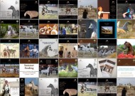 «بيت العرب» قدم اكثر من ٣١ فعالية في موسم٢٠١٧ لمربيي الخيل العربية في الكويت