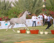 النتائج النهائية لبطولة القصيم الثانية لجمال الخيل العربية ٢٠١٨