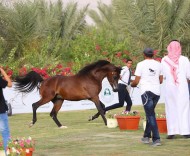 الشتوي: رعاية بطولة القصيم للخيل العربية حباً للخيل وملاكها واحتذاء بما تقدمه القيادة الرشيدة