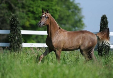 «عجمان» يحقق ثنائية ذهبية ببطولة توليب ٢٠١٨ لجمال الخيول العربية مع بداية الموسم الأوربي