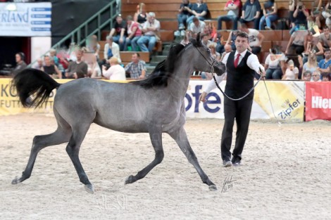 النتائج النهائية بالصور لبطولة ويلس الدولية ٢٠١٨ لجمال الخيل العربية