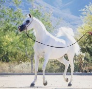 «ع ج دينارا» تهدي مربط الصقران ذهبية الأفراس ببطولة ويلس الدولية ٢٠١٨