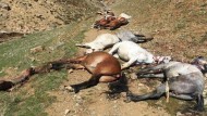 مجزرة خيول في إيران.. الشرطة تردي 90  حصاناً