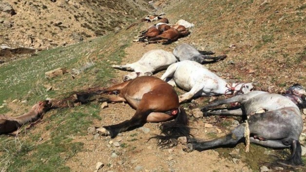 مجزرة خيول في إيران.. الشرطة تردي 90  حصاناً