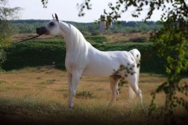 مربط عجمان … موطن أفضل الخيول العربية في العالم