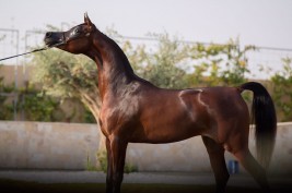 هاتريك ذهب لـ «عجمان» في بطولة براغ الدولية ٢٠١٨