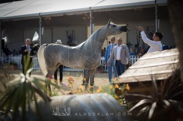 صور مقتطفة من بطولة منتون الدولية ٢٠١٨ للخيل العربية الأصيلة