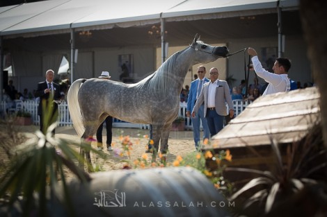 صور مقتطفة من بطولة منتون الدولية ٢٠١٨ للخيل العربية الأصيلة