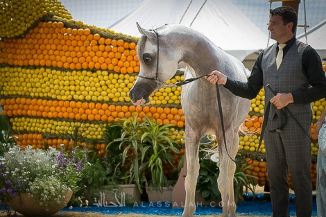 النتائج النهائية بالصور لبطولة منتون ٢٠١٨ للخيل العربية الأصيلة .. في سابقة جميع ألقاب منتون انتاج خليجي عدا ثلاثة فقط.!
