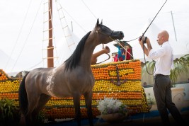 المتطور “ماهر السيد” يبرز امكانياته الجمالية ويتوج بذهب منتون ٢٠١٨ .. وصدى العشاق ذهب بعيداً
