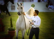 النتائج النهائية لبطولة سوق عكاظ لجمال الخيل العربية ٢٠١٨