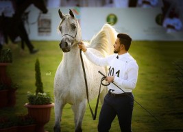 النتائج النهائية لبطولة سوق عكاظ لجمال الخيل العربية ٢٠١٨