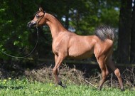 النتائج النهائية لبطولة كأس إيلران ٢٠١٨ لجمال الخيل العربية .. و«عجمان» يواصل تألقه