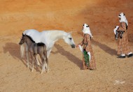 الخيل الصحراوية الجزيرية السعودية