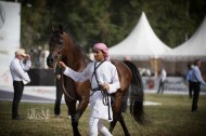 العارض المتميز «عبدالرحمن» يفخر  بالزي العربي في منافسات جمال الخيل