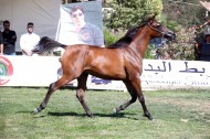 عروض مثيرة في بطولة لبنان لجمال الخيول العربية