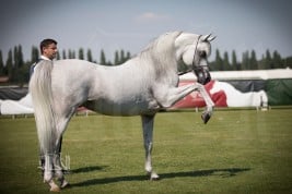 صور مقتطفة من اليوم الختامي لبطولة كأس العالم لمنظمة الجواد العربي – شانتلي ٢٠١٨