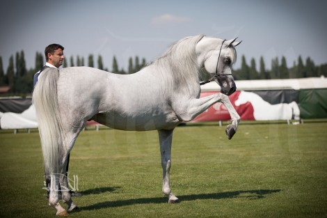 صور مقتطفة من اليوم الختامي لبطولة كأس العالم لمنظمة الجواد العربي – شانتلي ٢٠١٨