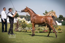 «ادميرال» و «سمارا» لمربط عجمان يواصلان تألقهما بذهب البطولة الاوروبية