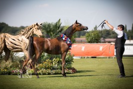 النتائج النهائية بالصور لبطولة كأس العالم لمنظمة الجواد العربي شانتلي 2018