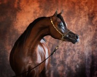 حكاية خيل : ثورة الرشيم