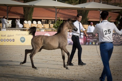 صور مقتطفة من اليوم الأول والثاني لبطولة الإنتاج المحلي السابعة بالطائف