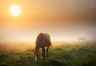 الزراعة تنظم ندوة علمية عن المكملات الغذائية للخيول