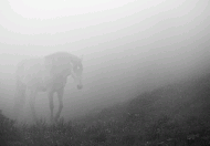 النائحة المستأجره .. في مجتمع الخيل العربية!