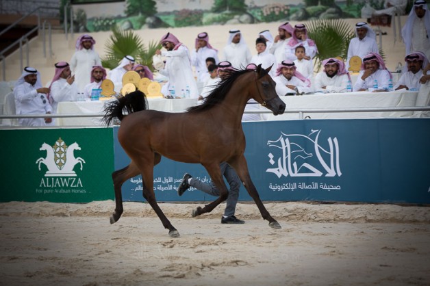 برنامج بطولة الانتاج المحلي التاسعة 2020 لجمال الخيل العربية بالطائف