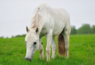 الخيول المسنة تعالج الاضطرابات النفسية لدى الأطفال