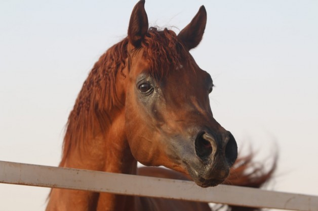 مياز النايف