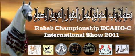 ختام مميز لبطولة رباب الدولية لجمال الخيول العربية بمصر