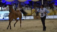 نتائج اليوم الأول لبطولة جدة 2018 لجمال الخيل العربية الأصيلة