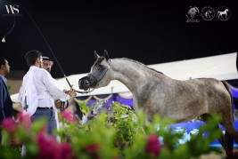 النتائج النهائية لبطولة جدة لجمال الخيل العربية الأصيلة 2018