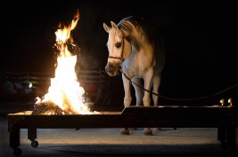 «الجندي» الأول و «النايف» وصيفاً لجائزة منصور بن زايد ال نهيان الفوتغرافية للجواد العربي