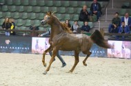 نتائج البطولة الاوروبية لجمال الخيل العربية 2018