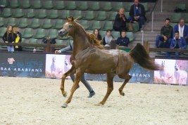 نتائج البطولة الاوروبية لجمال الخيل العربية 2018