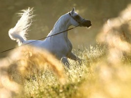 عشاق الخيول العربية يفتقدون “العديد الشقب” رمز الهوية العربية 1995-2018