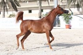 النتائج النهائية لبطولة الإمارات لمربي الخيول العربي 2018