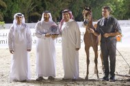 خيول «عجمان» تتألق في بطولة الإمارات لمربيي الخيل العربية ٢٠١٨ وتحقق ذهبية وفضية