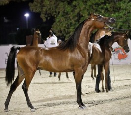 «الزبير» يحصد 4 القاب في بطولة الإمارات للمربين لجمال الخيل العربية 2018