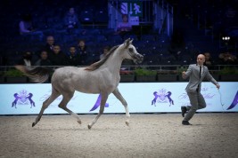 صور مقتطفة من اليوم الأول لبطولة العالم باريس ٢٠١٨ لجمال الخيل العربية