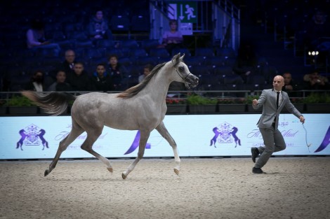 صور مقتطفة من اليوم الأول لبطولة العالم باريس ٢٠١٨ لجمال الخيل العربية
