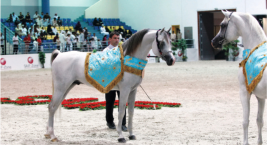 انطلاق مهرجان الإنتاج المحلي للجواد العربي في الشارقة