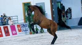 أنقى السلالات العربية تتنافس في مهرجان الجواد العربي بالشارقة