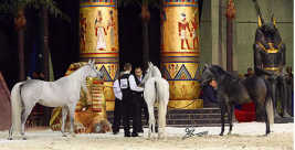 بالصور نتائج بطولة أوربا للخيل العربية الأصيلة ٢٠١١