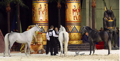 بالصور نتائج بطولة أوربا للخيل العربية الأصيلة ٢٠١١