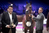 «قابل عذبة» يحقق برونزية العالم للأمهر في باريس 2018 لجمال الخيل العربية الأصيلة